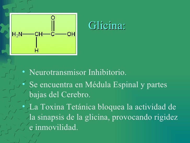 Glutamato el neurotransmisor excitador por excelencia Mejor con Salud