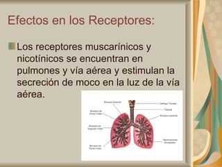 Efectos en los Receptores: Los receptores muscarínicos y nicotínicos se encuentran en pulmones y vía aérea y estimulan la secreción de moco en la luz de la vía aérea. 