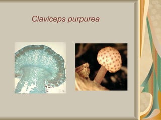 Claviceps purpurea 