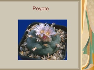 Peyote 