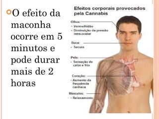 Oefeito da
maconha
ocorre em 5
minutos e
pode durar
mais de 2
horas
 