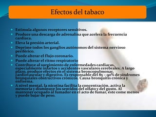 Efectos del tabaco 
 Estimula algunos receptores sensitivos. 
 Produce una descarga de adrenalina que acelera la frecuencia 
cardiaca. 
 Eleva la presión arterial. 
 Deprime todos los ganglios autónomos del sistema nervioso 
periférico. 
 Puede alterar el flujo coronario. 
 Puede alterar el ritmo respiratorio 
 Contribuye al surgimiento de enfermedades cardiacas, 
especialmente infartos y accidentes vasculares cerebrales. A largo 
plazo, produce efectos en el sistema broncopulmonar, 
cardiovascular y digestivo. Es responsable del 85 – 90% de síndromes 
bronquiales obstructivos crónicos. Causa bronquitis crónica y 
enfisema. 
 A nivel mental, la nicotina facilita la concentración, activa la 
memoria y disminuye los sentidos del olfato y del gusto. Al 
mantener ocupado al fumador en el acto de fumar, éste come menos 
y puede bajar de peso. 
 