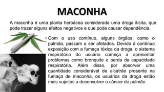 MACONHA 
A maconha é uma planta herbácea considerada uma droga ilícita, que 
pode trazer alguns efeitos negativos e que pode causar dependência. 
• Com o uso contínuo, alguns órgãos, como o 
pulmão, passam a ser afetados. Devido à contínua 
exposição com a fumaça tóxica da droga, o sistema 
respiratório do usuário começa a apresentar 
problemas como bronquite e perda da capacidade 
respiratória. Além disso, por absorver uma 
quantidade considerável de alcatrão presente na 
fumaça de maconha, os usuários da droga estão 
mais sujeitos a desenvolver o câncer de pulmão. 
 