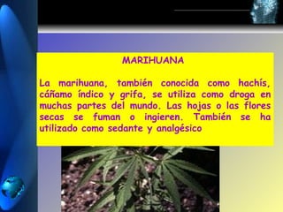 MARIHUANA

La marihuana, también conocida como hachís,
cáñamo índico y grifa, se utiliza como droga en
muchas partes del mundo. Las hojas o las flores
secas se fuman o ingieren. También se ha
utilizado como sedante y analgésico
 