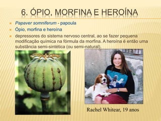 6. ÓPIO, MORFINA E HEROÍNA
 Papaver somniferum - papoula
 Ópio, morfina e heroína
 depressores do sistema nervoso central, ao se fazer pequena
modificação química na fórmula da morfina. A heroína é então uma
substância semi-sintética (ou semi-natural).
Rachel Whitear, 19 anos
 
