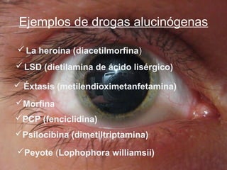 Drogas alucinógenas | PPT
