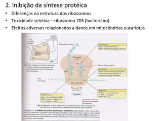 2. Inibição da síntese protéica Diferenças na estrutura dos ribossomos Toxicidade seletiva – ribossomo 70S (bacteriano) Efeitos adversos relacionados a danos em mitocôndrias eucariotas  