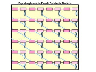 Peptideoglicano da Parede Celular de Bactéria 