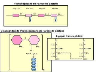 Dissacarídeo do Peptídeoglicano de Parede de Bactéria Ligação transpeptídica:    1-4    1-4    1-4    1-4 NAc Mur NAc Guc NAc Mur NAc Guc Peptideoglicano de Parede de Bactéria 1 NAc NAc O  H 3 C- C - C = O O  4 L-Ala D-Glu L-Lis D-Ala n NH COOH NH 2 COOH L-Ala D-Glu L-Lys D-Ala NH COOH NH 2 COOH L-Ala D-Glu L-Lys D-Ala 