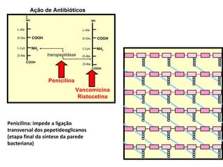 Penicilina: impede a ligação transversal dos pepetideoglicanos (etapa final da síntese da parede bacteriana) NH COOH NH 2 COOH L-Ala D-Glu L-Lys D-Ala NH COOH NH 2 COOH L-Ala D-Glu L-Lys D-Ala D-Ala transpeptidase Penicilina Vancomicina Ristocetina Ação de Antibióticos 