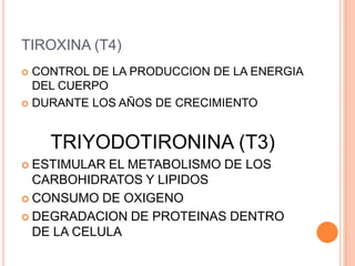 TIROXINA (T4)CONTROL DE LA PRODUCCION DE LA ENERGIA DEL CUERPODURANTE LOS AÑOS DE CRECIMIENTOTRIYODOTIRONINA (T3)ESTIMULAR EL METABOLISMO DE LOS CARBOHIDRATOS Y LIPIDOSCONSUMO DE OXIGENODEGRADACION DE PROTEINAS DENTRO DE LA CELULA