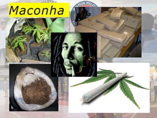 Maconha
 
