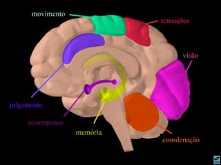 movimento
sensações
visão
coordenação
memória
recompensa
julgamento
 