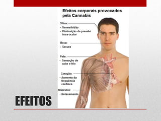 EFEITOS
 
