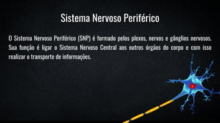 Sistema Nervoso Periférico
O Sistema Nervoso Periférico (SNP) é formado pelos plexos, nervos e gânglios nervosos.
Sua função é ligar o Sistema Nervoso Central aos outros órgãos do corpo e com isso
realizar o transporte de informações.
 