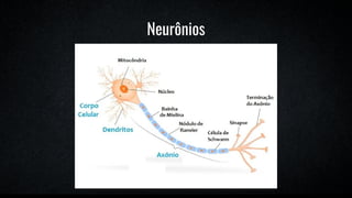 Neurônios
 