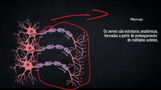Nervos
Os nervos são estruturas anatômicas,
formadas a partir do prolongamento
de múltiplos axônios,
 