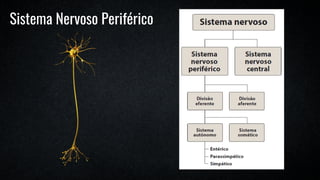 Sistema Nervoso Periférico
 
