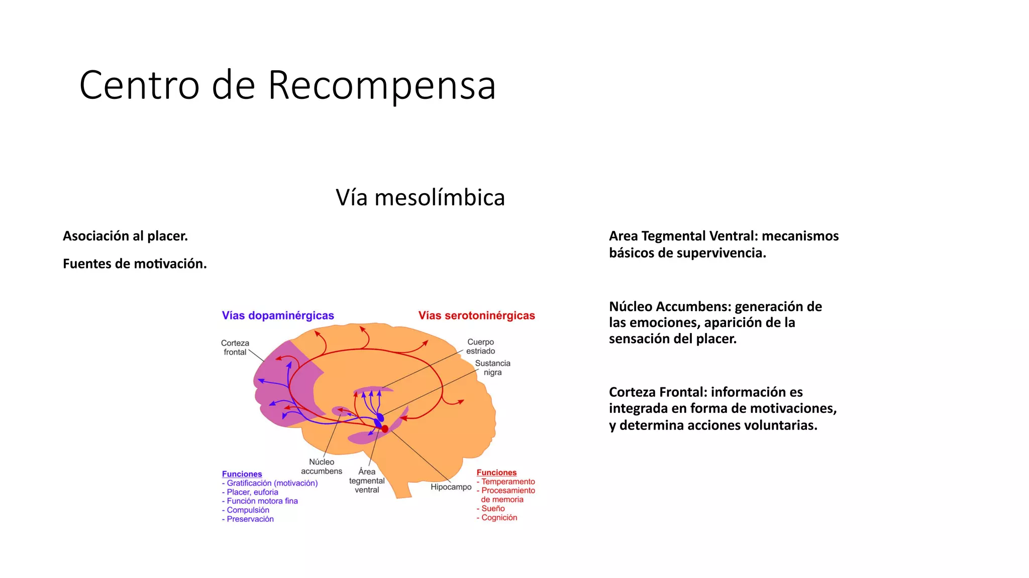 Centro de Recompensa
Asociación al placer.
Fuentes de mo4vación.
Vía mesolímbica
Area Tegmental Ventral: mecanismos
básicos de supervivencia.
Núcleo Accumbens: generación de
las emociones, aparición de la
sensación del placer.
Corteza Frontal: información es
integrada en forma de motivaciones,
y determina acciones voluntarias.
 