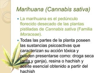 Marihuana (Cannabis sativa)La marihuana es el pedúnculo florecido desecado de las plantas pistiladas de Cannabis sativa (Familia Moraceae). Todas las partes de la planta poseen las sustancias psicoactivas que caracterizan su acción tóxica y pueden presentarse como: droga seca (grifa y ganja), resina o hachishy aceite esencial obtenido a partir del hachish