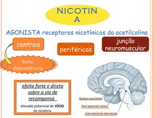 NICOTIN
                            A
AGONISTA receptores nicotínicos da acetilcolina
                                   junção
  centrais
               periféricos     neuromuscular

     forte
  dependência


     efeito forte e direto
        sobre a via de
        recompensa
    elevado potencial de VÍCIO
           da nicotina
 