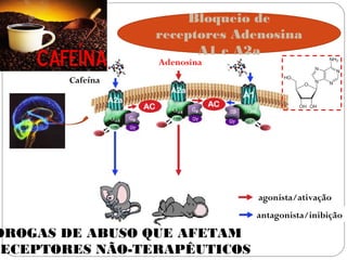 Bloqueio de
                  receptores Adenosina
                        A1 e A2a
    Cafeína       Adenosina
        Cafeína




                                agonista/ativação
                               antagonista/inibição

DROGAS DE ABUSO QUE AFETAM
RECEPTORES NÃO-TERAPÊUTICOS
 