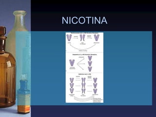 NICOTINA
 