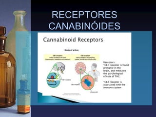 RECEPTORES
CANABINÓIDES
 