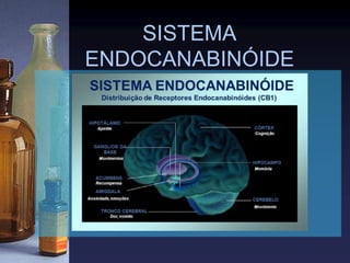 SISTEMA
ENDOCANABINÓIDE
 