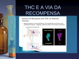 THC E A VIA DA
RECOMPENSA
 