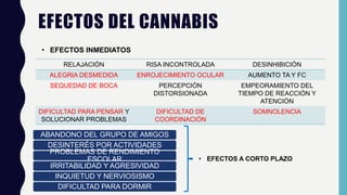 EFECTOS DEL CANNABIS
RELAJACIÓN RISA INCONTROLADA DESINHIBICIÓN
ALEGRIA DESMEDIDA ENROJECIMIENTO OCULAR AUMENTO TA Y FC
SEQUEDAD DE BOCA PERCEPCIÓN
DISTORSIONADA
EMPEORAMIENTO DEL
TIEMPO DE REACCIÓN Y
ATENCIÓN
DIFICULTAD PARA PENSAR Y
SOLUCIONAR PROBLEMAS
DIFICULTAD DE
COORDINACIÓN
SOMNOLENCIA
• EFECTOS INMEDIATOS
ABANDONO DEL GRUPO DE AMIGOS
DESINTERÉS POR ACTIVIDADES
PROBLEMAS DE RENDIMIENTO
ESCOLAR
IRRITABILIDAD Y AGRESIVIDAD
INQUIETUD Y NERVIOSISMO
DIFICULTAD PARA DORMIR
• EFECTOS A CORTO PLAZO
 