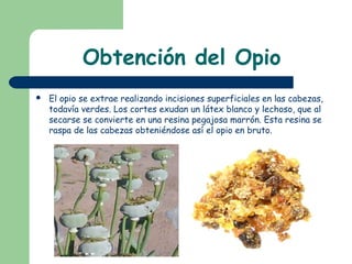 Obtención del Opio
 El opio se extrae realizando incisiones superficiales en las cabezas,
todavía verdes. Los cortes exudan un látex blanco y lechoso, que al
secarse se convierte en una resina pegajosa marrón. Esta resina se
raspa de las cabezas obteniéndose así el opio en bruto.
 