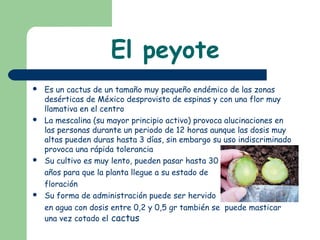 El peyote
 Es un cactus de un tamaño muy pequeño endémico de las zonas
desérticas de México desprovisto de espinas y con una flor muy
llamativa en el centro
 La mescalina (su mayor principio activo) provoca alucinaciones en
las personas durante un periodo de 12 horas aunque las dosis muy
altas pueden duras hasta 3 días, sin embargo su uso indiscriminado
provoca una rápida tolerancia
 Su cultivo es muy lento, pueden pasar hasta 30
años para que la planta llegue a su estado de
floración
 Su forma de administración puede ser hervido
en agua con dosis entre 0,2 y 0,5 gr también se puede masticar
una vez cotado el cactus
 