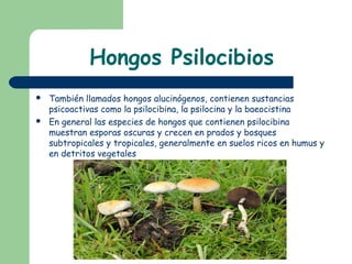 Hongos Psilocibios
 También llamados hongos alucinógenos, contienen sustancias
psicoactivas como la psilocibina, la psilocina y la baeocistina
 En general las especies de hongos que contienen psilocibina
muestran esporas oscuras y crecen en prados y bosques
subtropicales y tropicales, generalmente en suelos ricos en humus y
en detritos vegetales
 