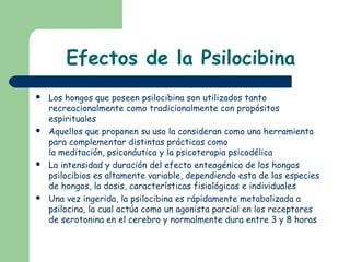 Efectos de la Psilocibina
 Los hongos que poseen psilocibina son utilizados tanto
recreacionalmente como tradicionalmente con propósitos
espirituales
 Aquellos que proponen su uso la consideran como una herramienta
para complementar distintas prácticas como
la meditación, psiconáutica y la psicoterapia psicodélica
 La intensidad y duración del efecto enteogénico de los hongos
psilocibios es altamente variable, dependiendo esta de las especies
de hongos, la dosis, características fisiológicas e individuales
 Una vez ingerida, la psilocibina es rápidamente metabolizada a
psilocina, la cual actúa como un agonista parcial en los receptores
de serotonina en el cerebro y normalmente dura entre 3 y 8 horas
 
