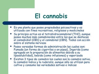 El cannabis
 Es una planta que posee propiedades psicoactivas y es
utilizada con fines recreativos, religiosos y medicinales
 Su principio activo es el tetrahidrocannabinol (THC), aunque
posee muchos más cannabinoides entre los que se destacan
el cannabidiol (CBD) y el cannabinol (CBN). Todos con acción
sobre el sistema nervioso
 Posee vareadas formas de administración las cuales son:
Fumada (en forma de cigarrilos o en pipas), Ingerida (como
agregado en la preparación de alimentos debido a su
liposolubilidad), bebida (como infusiones) y vaporizada
 Existen 3 tipos de cannabis los cuales son la cannabis sativa,
la cannabis índica y la ruderalis, aunque sólo se utilizan para
cultivo y consumo las variedades sativas e índicas
 