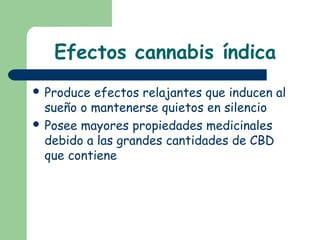 Efectos cannabis índica
 Produce efectos relajantes que inducen al
sueño o mantenerse quietos en silencio
 Posee mayores propiedades medicinales
debido a las grandes cantidades de CBD
que contiene
 