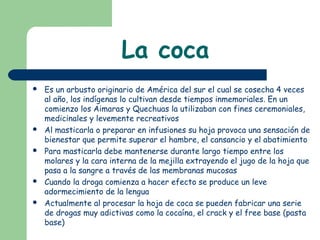 La coca
 Es un arbusto originario de América del sur el cual se cosecha 4 veces
al año, los indígenas lo cultivan desde tiempos inmemoriales. En un
comienzo los Aimaras y Quechuas la utilizaban con fines ceremoniales,
medicinales y levemente recreativos
 Al masticarla o preparar en infusiones su hoja provoca una sensación de
bienestar que permite superar el hambre, el cansancio y el abatimiento
 Para masticarla debe mantenerse durante largo tiempo entre los
molares y la cara interna de la mejilla extrayendo el jugo de la hoja que
pasa a la sangre a través de las membranas mucosas
 Cuando la droga comienza a hacer efecto se produce un leve
adormecimiento de la lengua
 Actualmente al procesar la hoja de coca se pueden fabricar una serie
de drogas muy adictivas como la cocaína, el crack y el free base (pasta
base)
 
