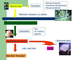 Variedades
-Boliviana (huanaco).
-Colombiana (Novagratense).
-Peruana (trujillense)
+ precursores
-Eter.
-Ac. Sulfúrico.
-gasolina
Clorhidrato de Cocaina
Base libre “free-base”
Crack
Hoja de coca
Maceración + kerosene + ac. sulfúrico
Pasta de coca (Base), cocaína cruda
+ Bicarbonato sódico
+ eter + calor fuerte
 