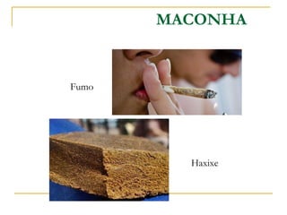 MACONHA Haxixe Fumo 