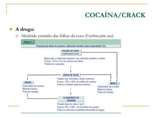A droga: Alcalóide extraído das folhas da coca ( Erythroxylon coca ) COCAÍNA/CRACK 