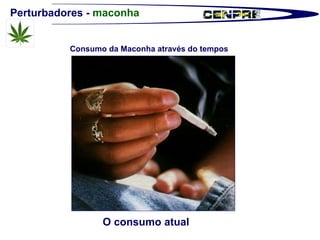 Perturbadores -  maconha O consumo atual Consumo da Maconha através do tempos 