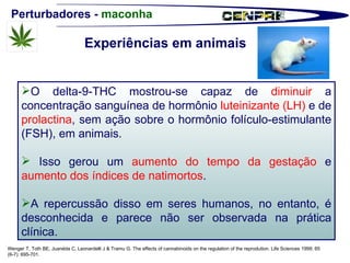 Perturbadores -  maconha Wenger T, Toth BE, Juanéda C, Leonardelli J & Tramu G. The effects of cannabinoids on the regulation of the reprodution. Life Sciences 1999; 65 (6-7): 695-701. O delta-9-THC mostrou-se capaz de  diminuir  a concentração sanguínea de hormônio  luteinizante (LH)  e de  prolactina , sem ação sobre o hormônio folículo-estimulante (FSH), em animais. Isso gerou um  aumento do tempo da gestação  e  aumento dos índices de natimortos .  A repercussão disso em seres humanos, no entanto, é desconhecida e parece não ser observada na prática clínica. Experiências em animais 