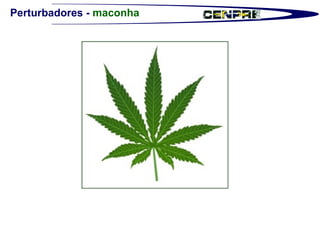 Perturbadores -  maconha 