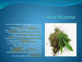Los términos cannabis y marihuana, entre muchos
otros, hacen referencia a las
sustancias psicoactivas (psicotrópicos) que son
consumidas de la planta Cannabis sativa con
fines recreativos, religiosos y medicinales. De acuerdo
con la Organización de las Naciones Unidas (ONU),
se trata de la sustancia ilícita más utilizada en el
mundo.2 La regulación legal del consumo de
cannabises diferente en cada país, y existen tanto
detractores como defensores de su despenalización.3 4
El compuesto químico psicoactivo predominante en
el cannabis es el tetrahidrocannabinol, también
conocido por sus siglas, THC. El cannabis contiene
más de cuatrocientos compuestos químicos
diferentes, entre ellos al menos sesenta y
seis cannabinoidesaparte del THC, tales como
el cannabidiol (CBD), el cannabinol (CBN) o
la tetrahidrocannabivarina (THCV), que tienen
efectos distintos a los del THC, y también actúan en
el sistema nervioso.5
El uso del cannabis data del III milenio a. C.
 