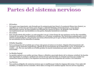 El Cerebro:Es la parte mas importante, esta formado por la sustancia gris (por fuera) y la sustancia blanca (por dentro), su superficie no es lisa sino que tienes unas arrugas o salientes llamadas circunvoluciones; y unos surcos denominados cisuras, las mas notables son llamadas las cisuras de Silvio y de Rolando. Esta dividido incompletamente por una hendidura en dos partes, llamados hemisferios cerebrales. El cerebeloEsta situado detrás del cerebro y es más pequeño (120 gr.); tiene forma de una mariposa con las alas extendidas. Consta de tres partes: Dos hemisferios cerebelos os y el cuerpo vermiforme. Por fuera tiene sustancia gris y en el interior sustancia blanca, esta presenta una forma arborescente por lo que se llama el árbol de la vida. Coordina los movimientos de los músculos al caminarEl Bulbo RaquídeoEs la continuación de la medula que se hace más gruesa al entrar en el cráneo. Regula el funcionamiento del corazón y de los músculos respiratorios, además de los movimientos de la masticación, la tos, el estornudo, el vomito ... etc. Por eso una lesión en el bulbo produce la muerte instantánea por paro cardo- respiratorio irreversible.La Medula EspinalLa medula espinal es un cordón nervioso, blanco y cilíndrico encerrada dentro de la columna vertebral. Su función más importante es conducir, mediante los nervios de que está formada, la corriente nerviosa que conduce las sensaciones hasta el cerebro y los impulsos nerviosos que lleva las respuestas del cerebro a los músculos.Los NerviosSon cordones delgados de sustancia nerviosa que se ramifican por todos los órganos del cuerpo. Unos salen del encéfalo y se llaman nervios craneales. Otros salen a lo largo de la medula espinal: Son los nervios raquídeos.Partes del sistema nervioso