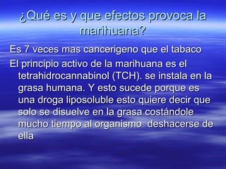 ¿Qué es y que efectos provoca la¿Qué es y que efectos provoca la
marihuana?marihuana?
Es 7 veces mas cancerigeno que el tabacoEs 7 veces mas cancerigeno que el tabaco
El principio activo de la marihuana es elEl principio activo de la marihuana es el
tetrahidrocannabinol (TCH). se instala en latetrahidrocannabinol (TCH). se instala en la
grasa humana. Y esto sucede porque esgrasa humana. Y esto sucede porque es
una droga liposoluble esto quiere decir queuna droga liposoluble esto quiere decir que
solo se disuelve en la grasa costándolesolo se disuelve en la grasa costándole
mucho tiempo al organismo deshacerse demucho tiempo al organismo deshacerse de
ellaella
 