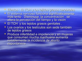  Efectos : El TCH y los tejidos grasos cerebralesEfectos : El TCH y los tejidos grasos cerebrales
 El sistema nervioso funciona significativamenteEl sistema nervioso funciona significativamente
mas lento . Disminuye la concentración , semas lento . Disminuye la concentración , se
altera la percepción del tiempo y la visiónaltera la percepción del tiempo y la visión
 El TCH y los tejidos grasos genitales .El TCH y los tejidos grasos genitales .
 Los ovarios y los testículos son sede tambiénLos ovarios y los testículos son sede también
de tejidos grasosde tejidos grasos
 Produce infertilidad e impotencia y en mujeresProduce infertilidad e impotencia y en mujeres
que consumen mucha marihuana aumentaque consumen mucha marihuana aumenta
notablemente la incidencia de abortonotablemente la incidencia de aborto
espontáneosespontáneos
 