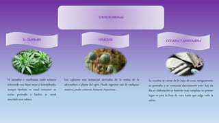 TIPOS DE DROGAS
EL CANNABIS
El cannabis o marihuana suele tomarse
triturando sus hojas secas y fumándoselo,
aunque también es usual consumir su
resina prensada o hachís, es usual
mezclarla con tabaco.
OPIÁCEOS COCAINA Y ANFETAMINA
Los opiáceos son sustancias derivadas de la resina de la
adormidera o planta del opio. Puede ingerirse casi de cualquier
manera, puede comerse, fumarse, inyectarse…
La cocaína se extrae de la hoja de coca, antiguamente
se quemaba y se consumía directamente pero hoy en
día su elaboración es bastante más compleja, en primer
lugar se pisa la hoja de coca hasta que salga toda la
salvia.
 