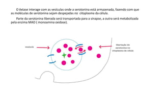 O êxtase interage com as vesículas onde a serotonina está armazenada, fazendo com que 
as moléculas de serotonina sejam despejadas no citoplasma da célula. 
Parte da serotonina liberada será transportada para a sinapse, a outra será metabolizada 
pela enzima MAO ( monoamina oxidase). 
 